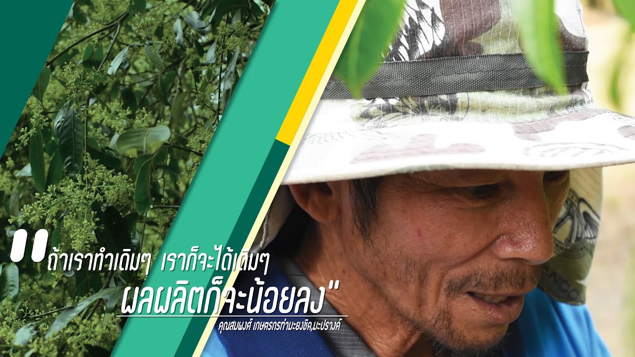 มะปรางและ มะยงชิด ของพี่สมพงศ์ ใบสวย ออกดอกดีมาก กำลังใจมาเต็ม 100%