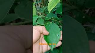 Download Lagu pohon merica perdu dan kemukus #koncotani#petanimuda MP3