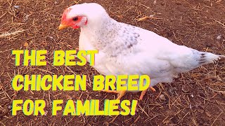 The BEST Chicken Breed for a Family or Homestead - If you have children you want THESE Chickens!!