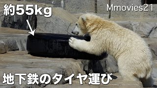 Polar Bear move a big tire地下鉄のタイヤを運ぶホッキョクグマ リラ