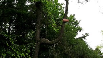 Dick Newell prototype swift nest box