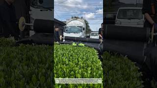 Amazing Automatic Ground Cover Machine for Farming | Satisfying Process!