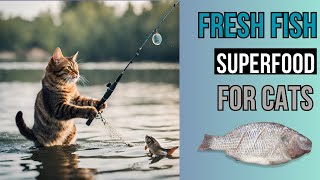 Is Fresh Fish Good for Cats? How to PREPARE? by Superfoods for CATS 64 views 3 weeks ago 4 minutes, 48 seconds