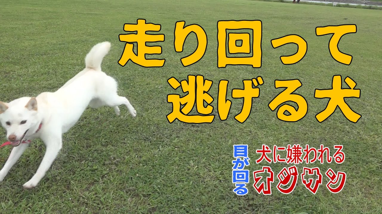 走り回って逃げる柴犬 Youtube