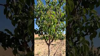 What is the journey of a lemon apple tree's growth in the desert like?