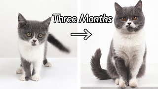 Photo A Day of A Kitten For Three Months by Petit World 510 views 1 year ago 1 minute, 11 seconds