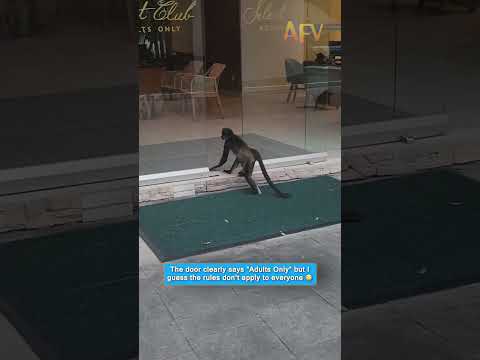 The door says Adults Only but the monkeys don't care #funny #animals #viral 1 The door says Adults Only but the monkeys don't care #funny #animals #viral