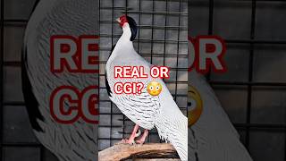 This Bird Looks Unreal… Nature Is Crazy 😳🕊️