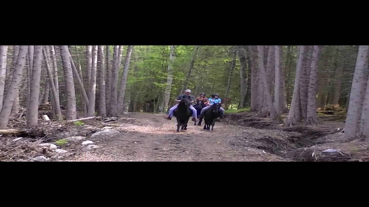 Trail Riding Rocky Mountain Horses, Part 1 YouTube