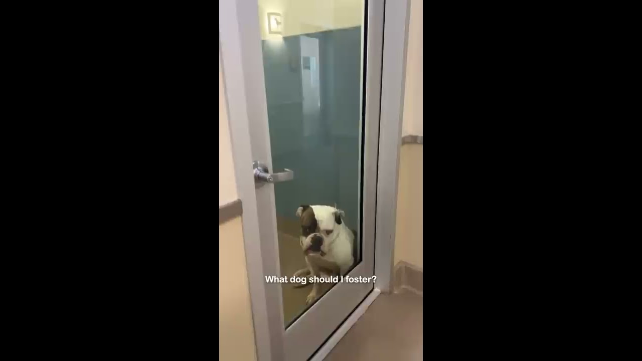 What Dog Should I Take From The Shelter Shorts