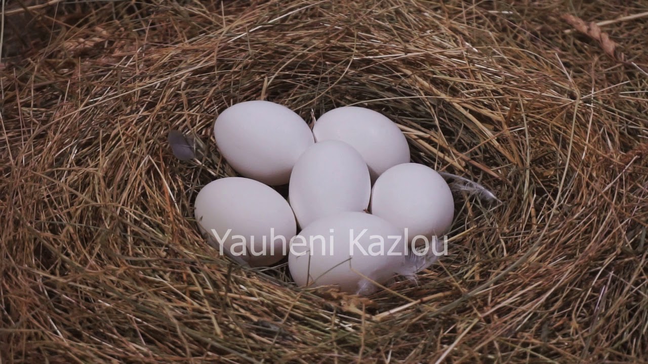 White Eggs In The Nest Stock Footage YouTube