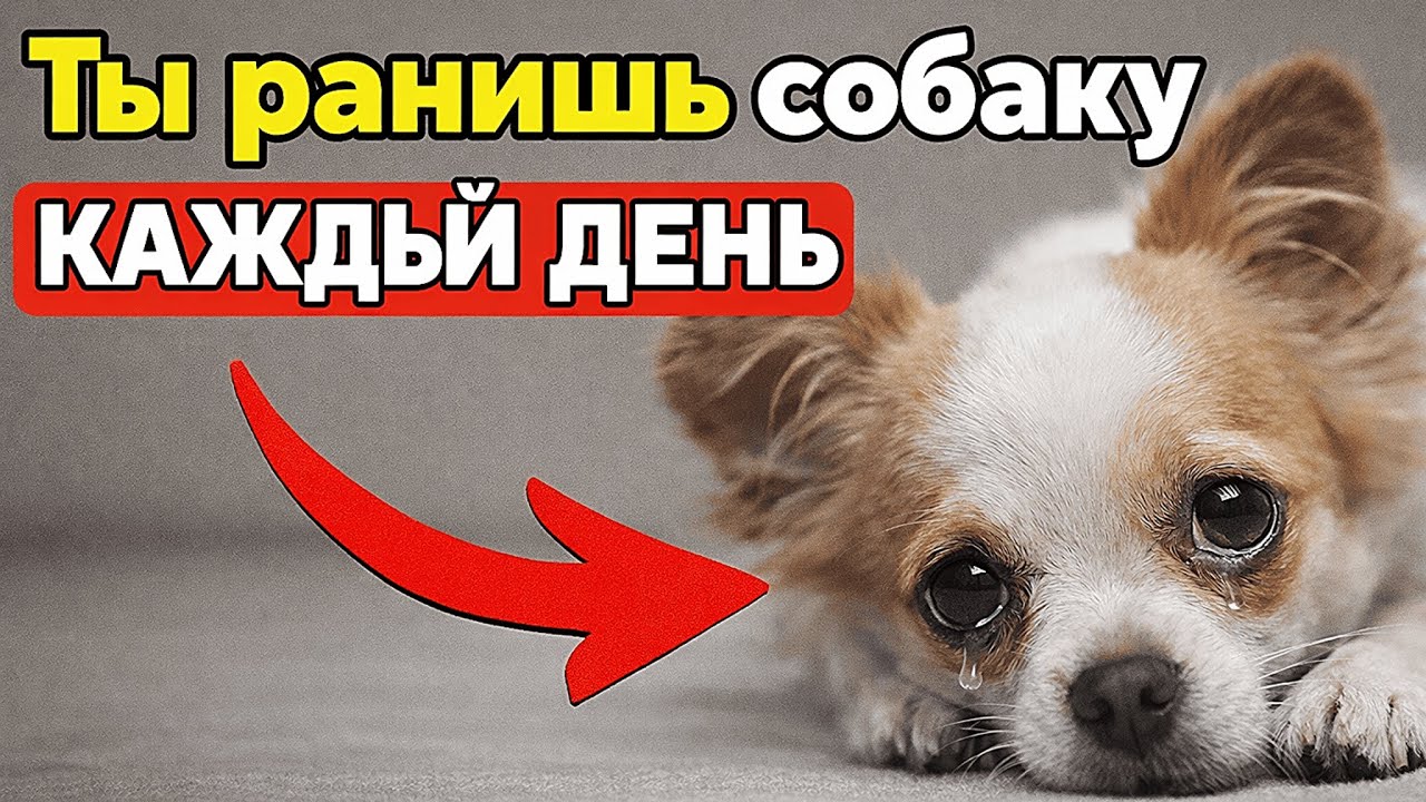 Вы Делаете Это Из Любви… А Собаке Больно