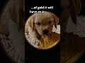 7 Days of a Golden Puppy: Watching a Miracle Grow! The Secret Life of a 7-Day-Old Golden Retriever 🐾