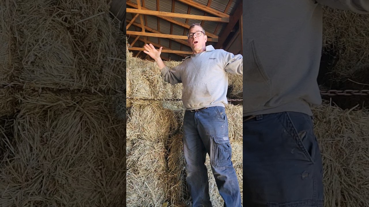 Hay! Why We Are Buying Small Hay Bales Locally 