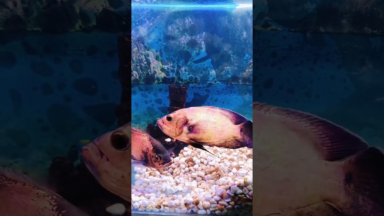 Aquarium relaxing fishing 4k video 