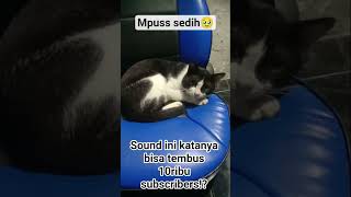 Cukup sudah aku lelah#music  #meow #sadcat #kitten #kucing #highlights