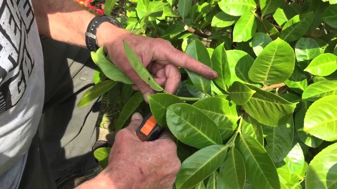 Roy Percy Thrower Ward prunes