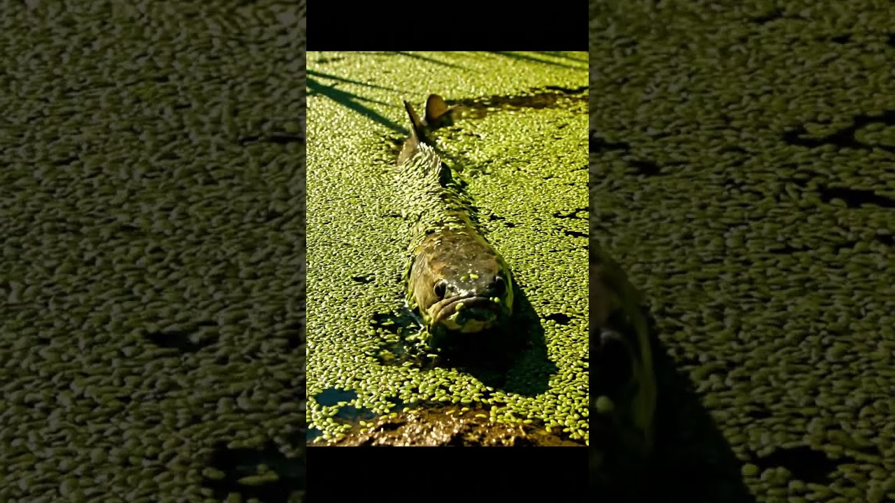 🎣 CRAZY Fish Bites BAIT! 🤯 You Won't Believe What Happened! #62