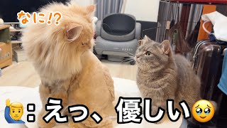お出迎えしたら酷いことされた猫、それでも弟を想ってある行動に出た姉が優しすぎた