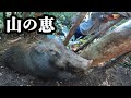 【激闘】ジャングルの恵‼︎間違いなく旨いメス！巨大猪を罠で獲って食すまで。　［狩猟サバイバル］