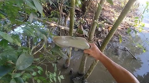 Kích Cá Khu Cập Vườn Toàn Dính Cá Trê Ngon Và Dính Một Chỗ Hai Con Cá Lóc@