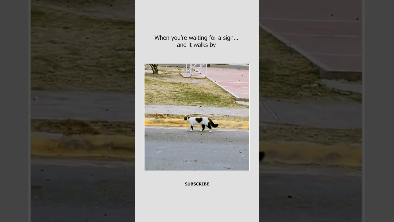 Python Object Oriented Programming (OOP) Full Course For Beginners - YouTube Auto PHP Script