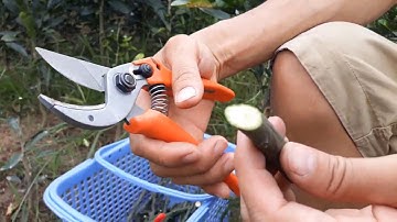 Cách lựa chọn mắt ghép để ghép cây bưởi và Kéo Đức LOWE 15.107