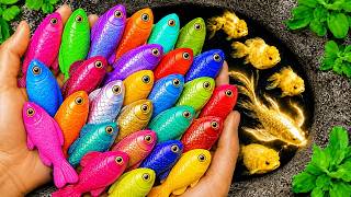 Catching the Most Colorful Tiny Fish Ever! Guppies, Koifish, Frog, Turtle, Shrimp, Crab, Axolotl,...