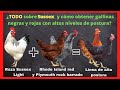 Gallinas Sussex,  característica,  tipos y las ponedoras negras y rojas que obtenermos de sus cruces