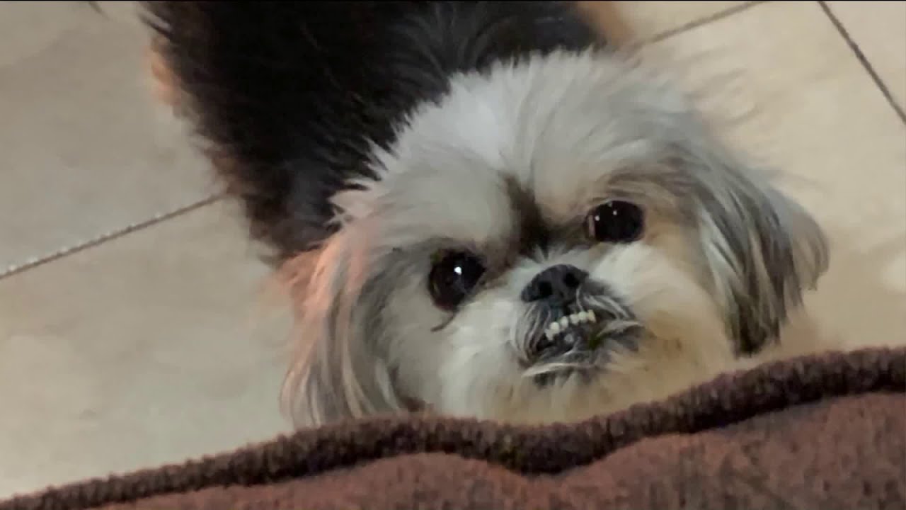 Dognapping takes bizarre turn after owner receives threatening calls