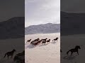 الخيول تجري بحرية لوحة من السلام خيول خيل وجمال الخيول العربية أصوت الطبيعة هدوء استرخاء الخيول تجري بحرية لوحة من السلام خيول خيل وجمال الخيول العربية أصوت الطبيعة هدوء استرخاء