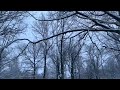 Зимняя прогулка в лесу