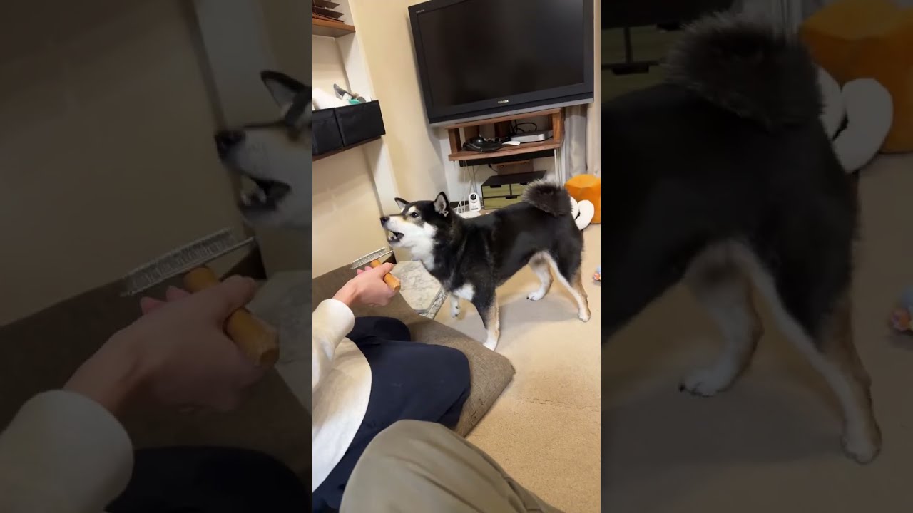 12月(2025年)限定ライブ！ - YouTube