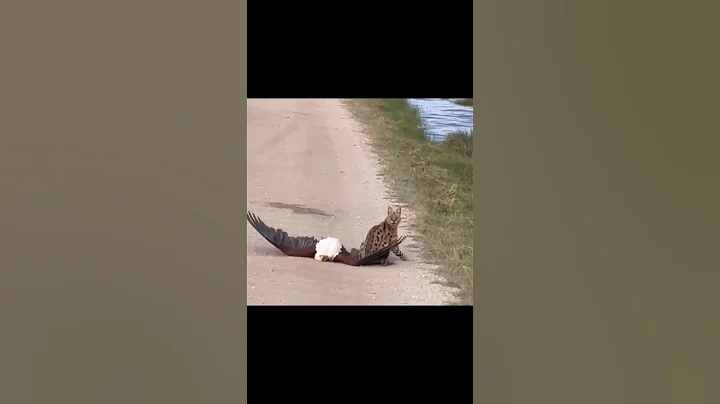 Video 3577281: servals servalcats cat, serval cat fight, african serval cat, fighting fish