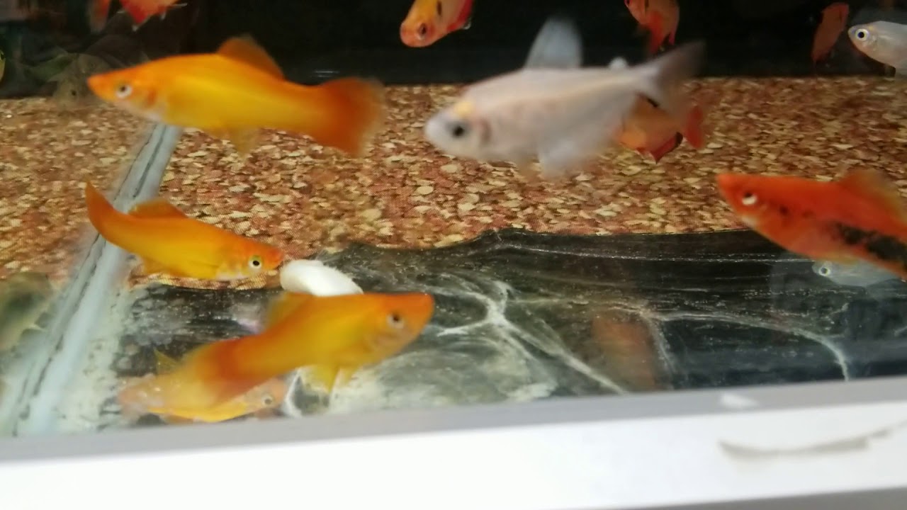 Dead fish in Walmart/Hackettstown NJ- CRUELTY