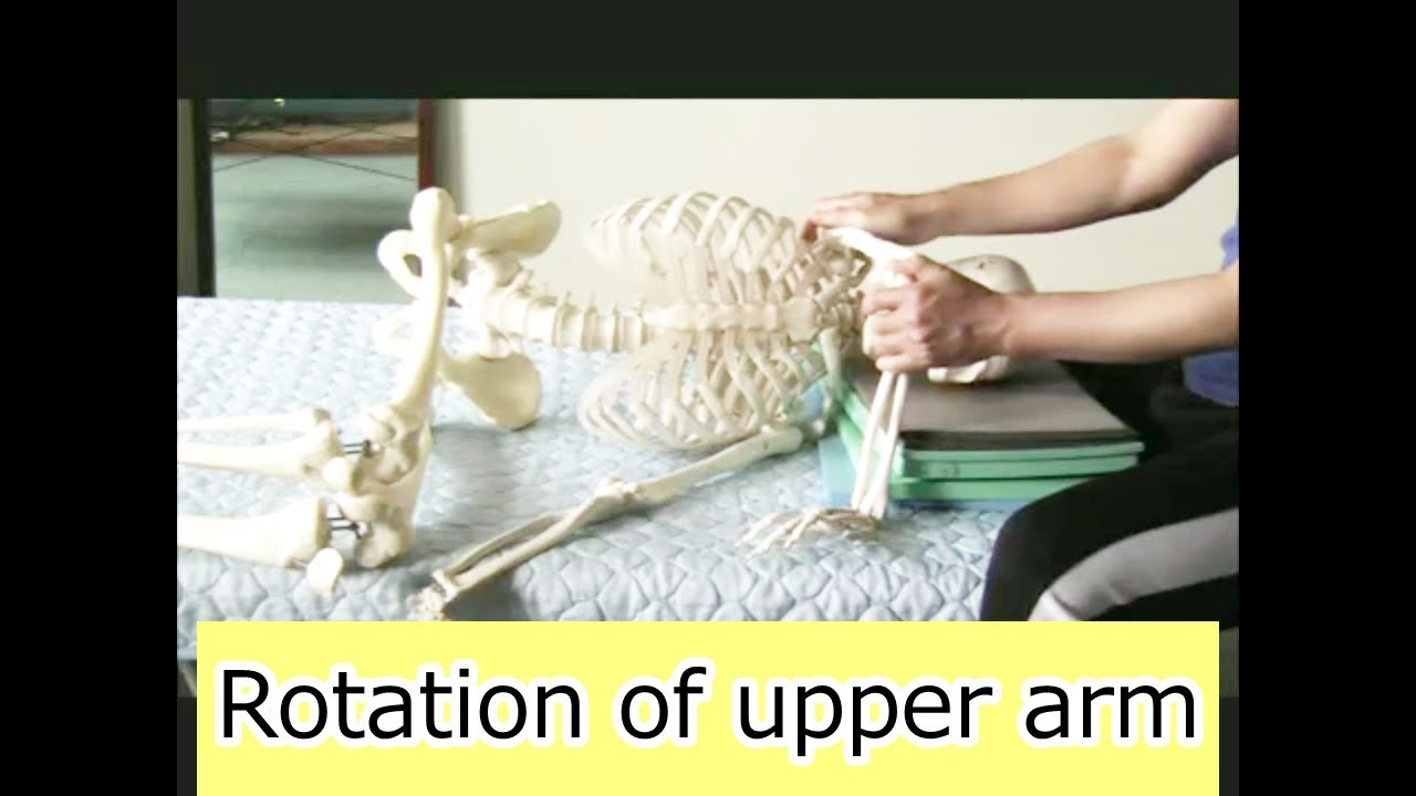 Upper Arm Rotation Teaching by Handling 9-S1-3 Rotation of upper arm on the side (Silent ...