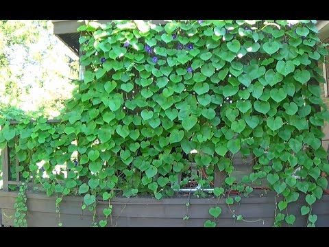 Video: Care Of Morning Glory Plants - Cum și când să plantezi Morning Glory