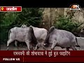 UP JALAUN NEWS: Ramnavmi की शोभायात्रा में हुई Bull Fighting। Bull fight Viral Video। Ramnavmi
