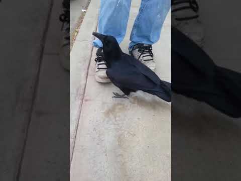 الغراب الشهير يتكلم ويقول مرحبا