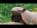 The Unique Wildlife of Brazil’s Rainforest
