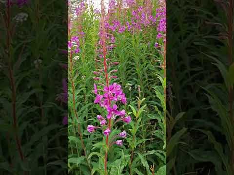 Владимир Песня / Летний Дождь #шорт #шортсы #shortsvideo