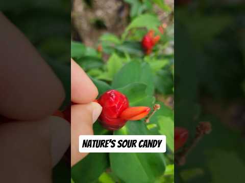 هل تعلم أن بعض نباتات الزنجبيل تنتج فاكهة زهرة صالحة للأكل