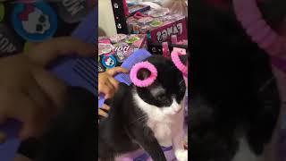 Loving Girl Grooming Her Bows Wearing Cat