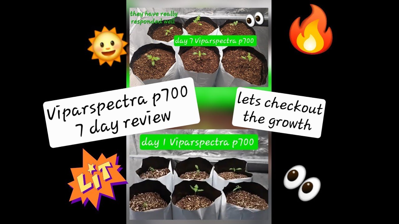 VIPARSPECTRA P700 7-day review, let's see how well it's performing ✌️ and Growers ❤️ 