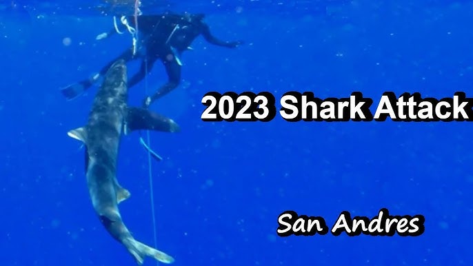 shark sightings 2023 topsail beach｜TikTok Search