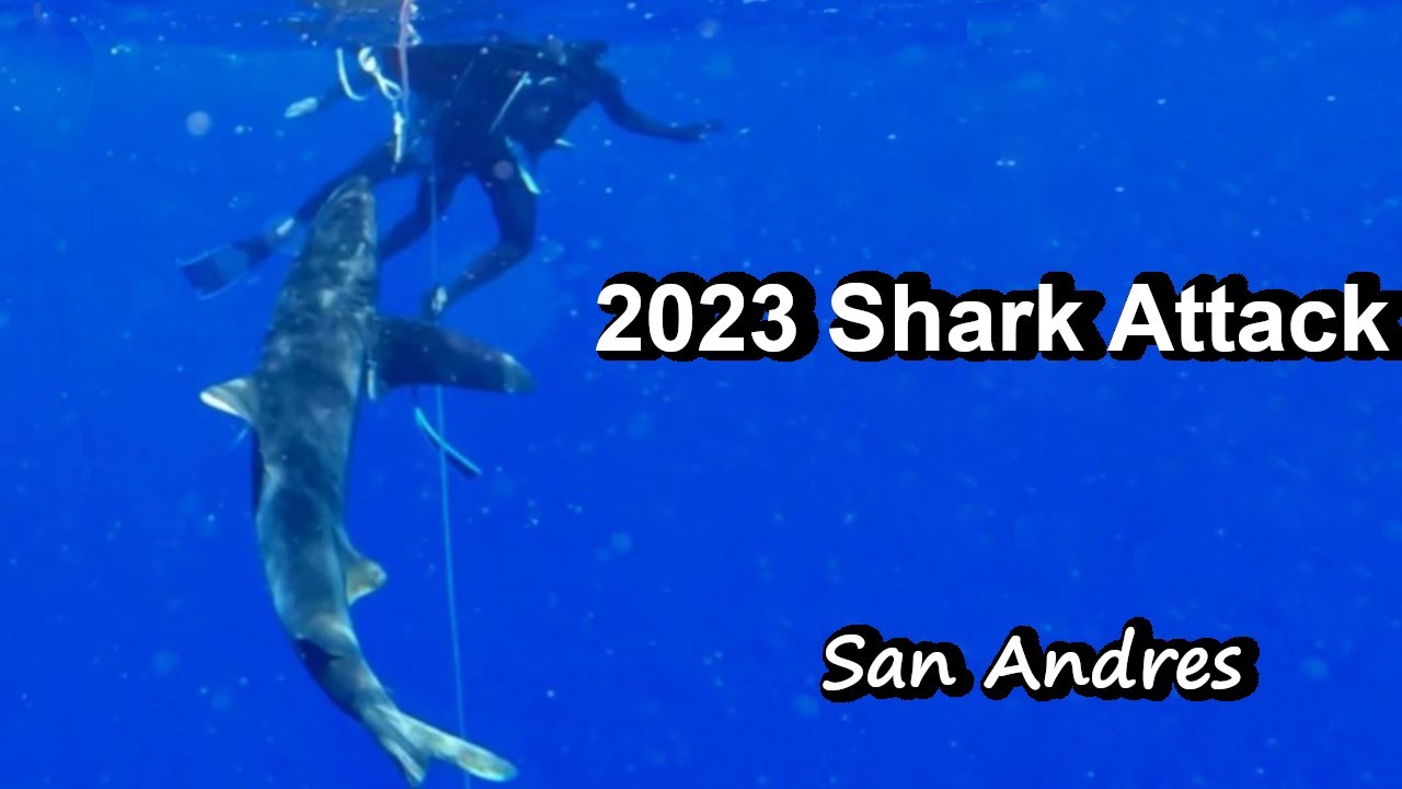 OC Shark Sightings & Attacks 2023