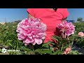 Alexander Fleming peony. Александр Флеминг пион. Пулков сад