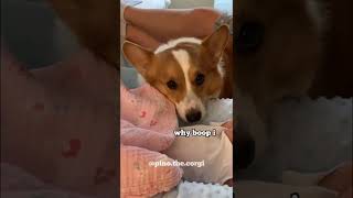 Corgi babysitter
