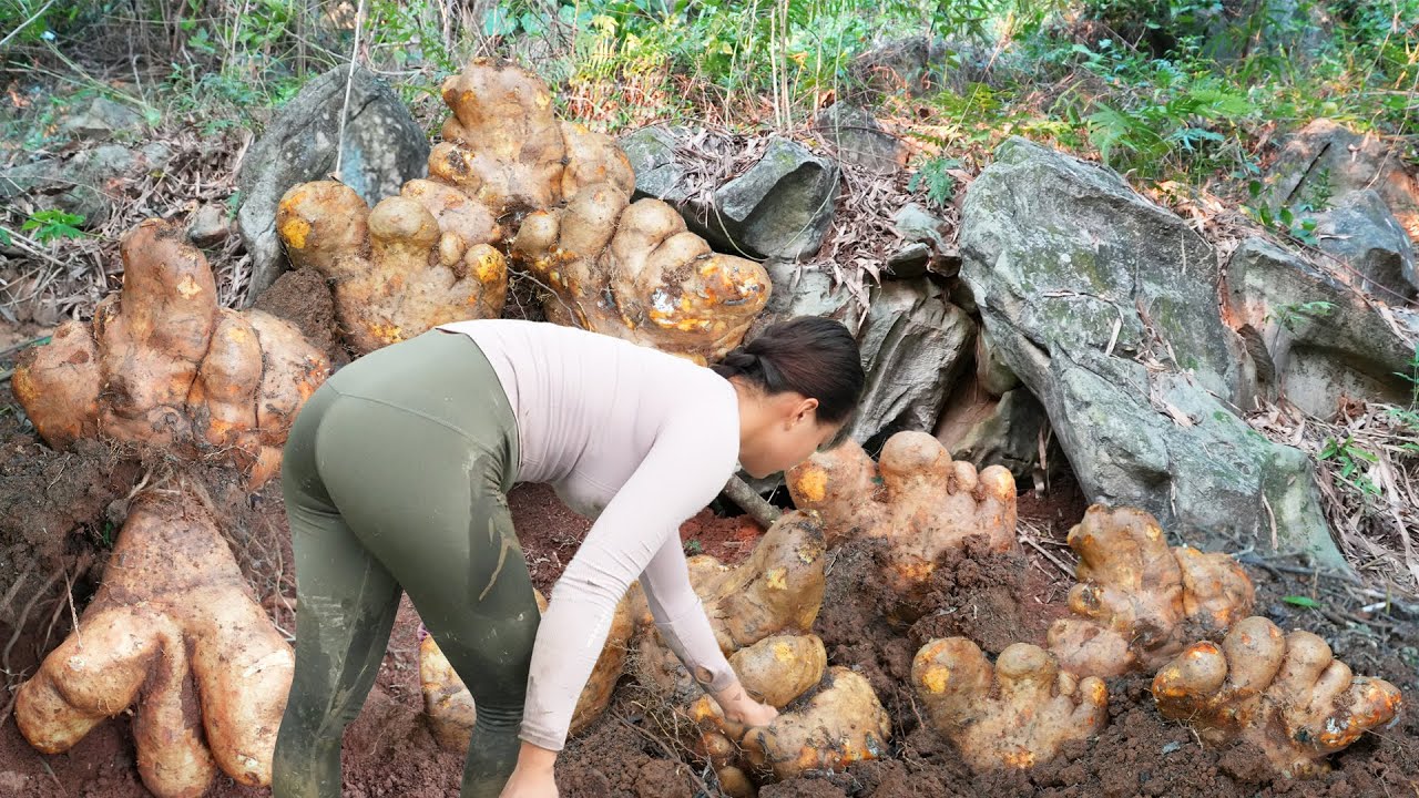 TIMELAPSE _550 Days Digging Underground Wild Tuber, Bamboo Shoot Go To Sell /Phương Outdoor
