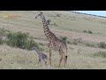 40 Minutes Old Giraffe Calf tries to breastfeed for the First Time // Wild Extracts